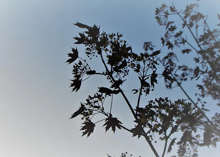 Europa 2* Домазо